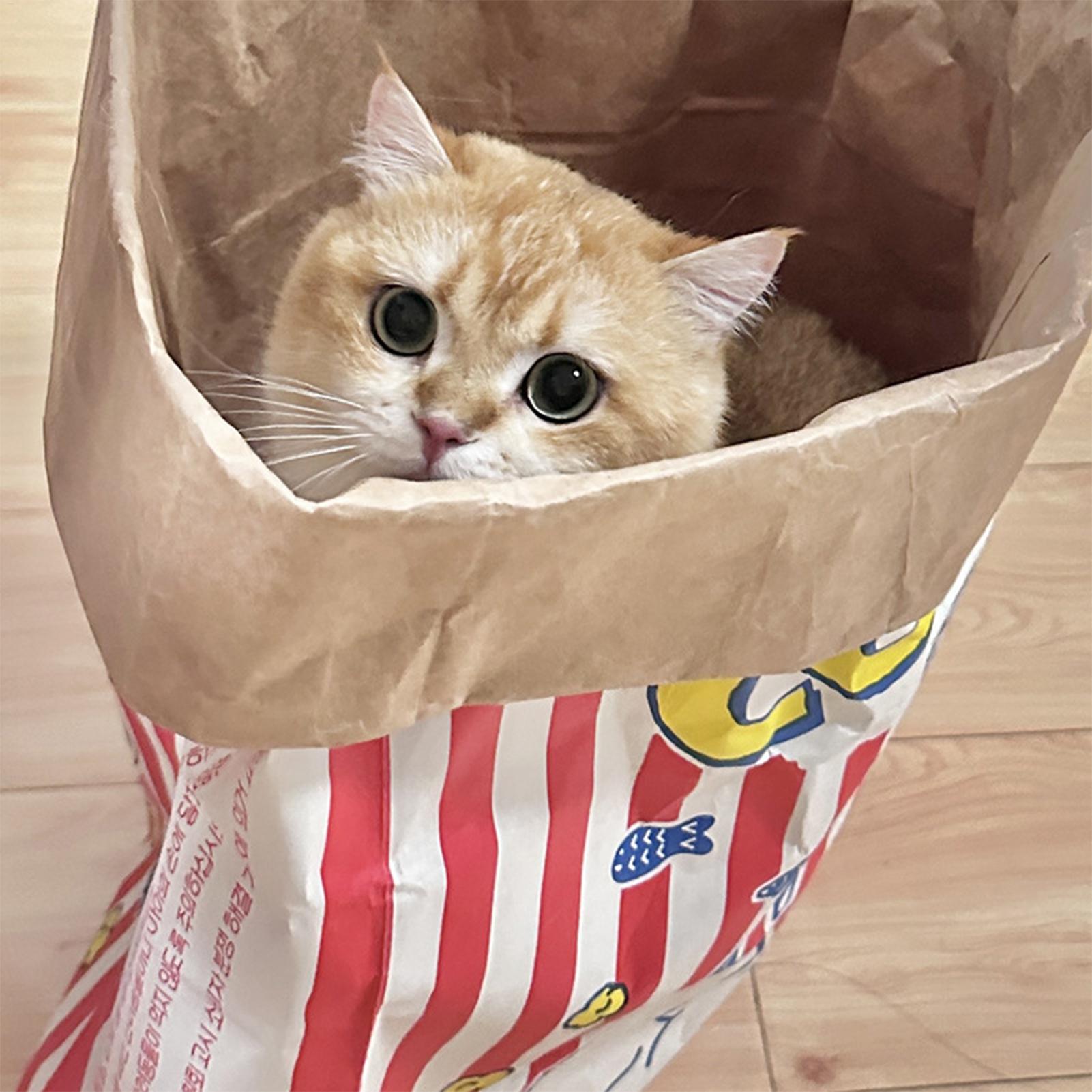 Crinkle Cat Bag Foldable Inter - Dog Puzzle Feeder Toy recension och pris