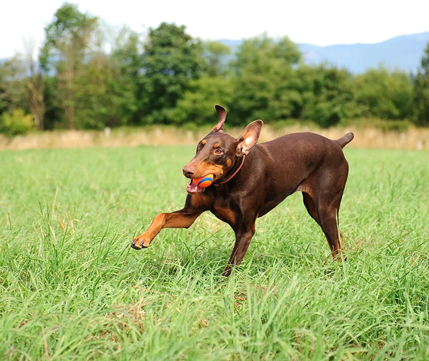 Chuckit Ultra Ball Dog Toy - Indestructible Dog Chew Toy recension och pris